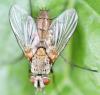 Solieria sp.